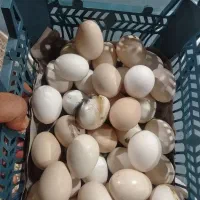 تخم مرغ محلی