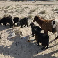 دوتا بره نر و۵تا کره نر برای داشت خوابنده|حیوانات مزرعه|زابل, |دیوار