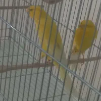 قناری رسمی بلند