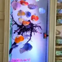 آکواریوم کامل دیسکس  فول تجهیزات