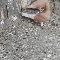 کرمونی عالی