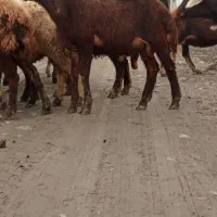 بره نر دستو پا کشیده افشار