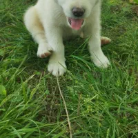 سگ ژرمن سفید