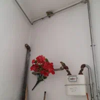 طوطی برزیلی|پرنده|مهاباد (آذربایجان غربی), |دیوار