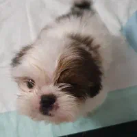 توله سگ شیتزو