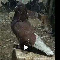 کبوتر نر سرخ