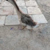 قوغاز اکراینی فقط 500تومن|حیوانات مزرعه|مشهد, كنويست|دیوار