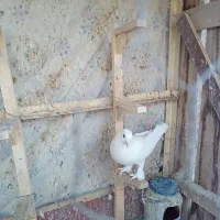 سفید پرپا خوشگل اس