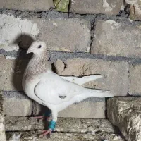 کبوتر|پرنده|آشخانه, |دیوار