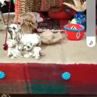 ماکت سیاه چادر