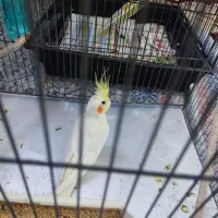 عروس هلندی لوتینو