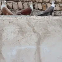 کلاغ کربلایی