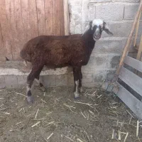 گوسفند