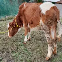 لیشه دورگ سیمینتال گوساله گاو|حیوانات مزرعه|فومن, |دیوار