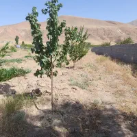 باغ جاده ورزقان