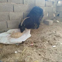 بز جوان فقط لاغر