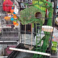 قفس کارشده جنگلی بهشت قفس ملنگو طوطی عروس