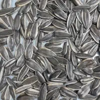 فروش تخمه آفتابگردان