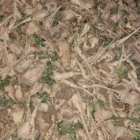 چغندر سفید و قندی و تازه