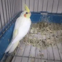 جوجه عروس هلندی لوتینو سرلاکی نزدیک به دونخور شدن|پرنده|کرج, گوهردشت|دیوار