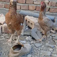 دوعدد مرغ|پرنده|ایرانشهر, |دیوار