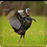 بوقلمون ماده یکساله