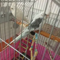 عروس هلندی مولد