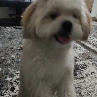 فروش سگ شیتزو