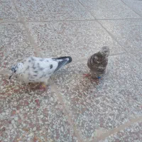 کبوتر /کفتر