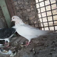 کفتر پرشی