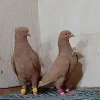 کفتر...زرد سینه فر و کاکلی