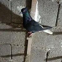 تعدادی کبوتر نر