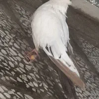 دوتا دم قهوه ای پرشتی جونه