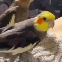 عروس هلندی جفت