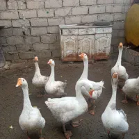 غاز|حیوانات مزرعه|بیستون, |دیوار