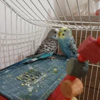 مرغ عشق نر و ماده