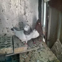 کبوتر سینه ای و رنگی