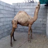 شتر نر