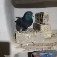 کفتر|پرنده|رامیان, |دیوار