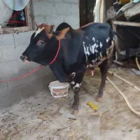 گاوورزا کوله چالوسی شیرمست|حیوانات مزرعه|خشکبیجار, |دیوار