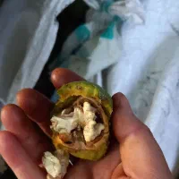 گردو تر