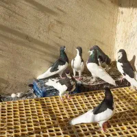 سلام چندبعدی شهری