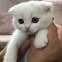 گربه ملوس|گربه|مشهد, چاهشک|دیوار