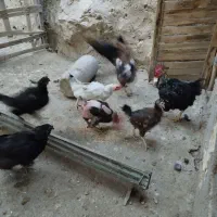 مرغ و خروس|حیوانات مزرعه|سیدان, |دیوار