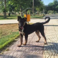 سگ ژرمن شیپر|سگ|اهواز, زرگان|دیوار