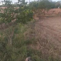 موردی عالی برای سرمایه گذاری وباغ داری