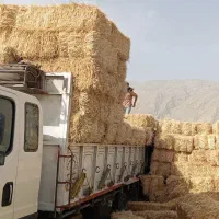 پرس گندم و پرس جو(کلش)
