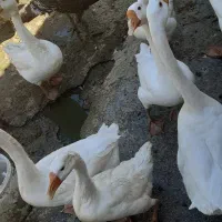 غاز اردک ومرغ بغلمو