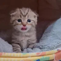 توله بریتیش و اسکاتیش