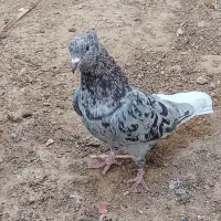 فروش سرور دم سفید نر